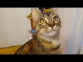 Loud kitten Mint demands pets