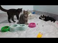 I would die laughing for these FUNNIEST Cats 😻🐈Funniest Cat Reaction😹🐕