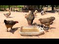4K Video - Ducks Eating Food