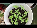 How to grow zinnia from seeds,vinca from cuttings and Portulaca by cuttings || फुल गायनायफोरा