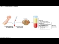 Anatomy and Physiology Chapter 17 Part A Lecture: Blood