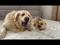 How a Golden Retriever Became a Friend to New Tiny Puppies [Compilation]