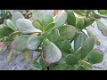 Crassula ovata plant care tips // how to care crassula plant