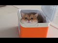 What happens when a cat sees a Icebox?