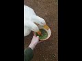 Ducks annihilate a bowl of peas
