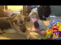 German Shepherd Protects Babies and Kids Compilation