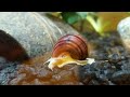 Mystery Snail Movement