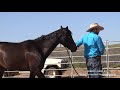 How Mark Langley Australian Horseman helps horses at clinics