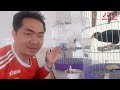 Nuôi Chim Non Không Khó Nhưng Phải Cẩn Thận II Raising young birds is not difficult@KhiNguyen Vlog