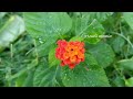 Rainy 🌧 morning vibes/My home garden 🌸🌺🌻🌹🌷🌼💐