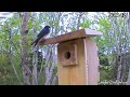 How Do These Tiny Birds Raise So Many Babies? Nest Box Camera Full Story of a Cute Chickadee Family