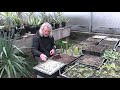 How to Plant Pre-germinated Seeds