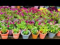 Flower garden overview || दिनै मा बिबार बारदों || जुलाय गारदेन