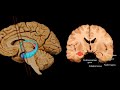 Neuroanatomy: Limbic System, Hypothalamus, and Pituitary Axis