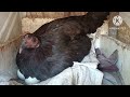 free range Chick's 2 months old update APRIL 11, 2024 born