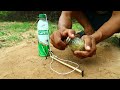 Easy Unique Quail Trap Using Plastic Bottle And Rubber Band // Simple Bird Trap