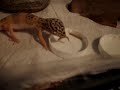 Leopard Gecko eating Mealworms