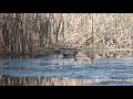 Wood ducks at Lake Nora