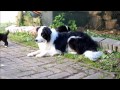Cutest Border Collie Puppies in the World
