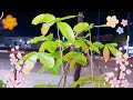 NGẮM CÂY ĐÀO MỌC LÁ TỪNG NGÀY CỰC KÌ ĐẸP👉Watch the peach tree grow leaves every day🌸