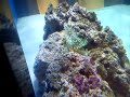 False Percula Clownfish with Bubble Tip Anemone