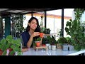 Plant propagation for beginners » 5 indoor plants