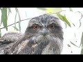 Tawny Frogmouth | Australia's grumpiest bird?