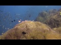 Diving Koh Samui, Sail Rock, South West & Chumporn Pinnacle
