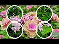 휴애리의 환상적인 수국잔치(Hueree Hydrangea Festival)~