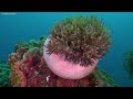 Best 4K Aquarium (ULTRA HD) 🐠 Beautiful Coral Reef,The World Of Sea Jellyfish - Relaxing Music