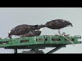 OSPREYS EATING TUE JULY 23 2024