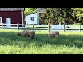 Grazing Sheep