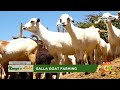 | Kenya's Gold | Galla Goat Farming - Gold Feature (Part 1)