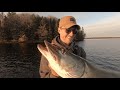 3 Muskies in a row! | The BEST Fall Musky Lures