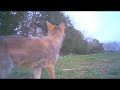 “Daylight Encounters” Trail Cam Chronicles of Bucks, Does, and Bobcats.