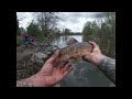 Live worm multi species fishing, PB Perch Landed! Nice Smallie