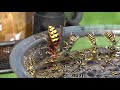 Trapping Wasps, Hornets and Yellow Jackets, Best Bait, Mixture and lure Protecting Honey Bees.