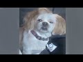 😻 Funniest Cats and Dogs 🐱🤣 Funniest Animals 2024 😍❤️
