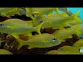 Ocean 4K - Beautiful Coral Reef Fish in Aquarium, Sea Animals for Relaxation (4K Video Ultra HD) #53