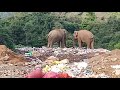 Elephants that eat garbage in Kanthale #wild elephants Sri lanka