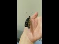 ( 蝴蝶成長紀錄 1 ) Butterfly 三兄妹