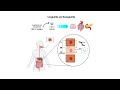 Pharmacology - WEIGHT LOSS DRUGS FOR OBESITY (MADE EASY)