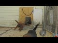 Bloodhound puppy patrol 832 K-9's Deputy Dogs
