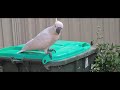 Wild cockatoo opening rubbish bin. The funny cockatoo often visits and has his name “Bin”.