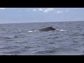 Humpback Whales, Victoria BC
