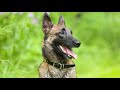 Can a MALINOIS be left alone?