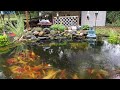 Autumn Koi Pond 2022