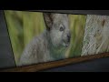 The HAPPIEST Animal in the World | Ep14 | Seven Continents Zoo | Planet Zoo Sandbox