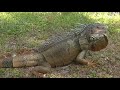 Big Jumbo Iguana Strolling Through Greenacres Community Park with a Bunch of Muscovy Ducks