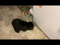 Monty the Cat Eats a Bagel